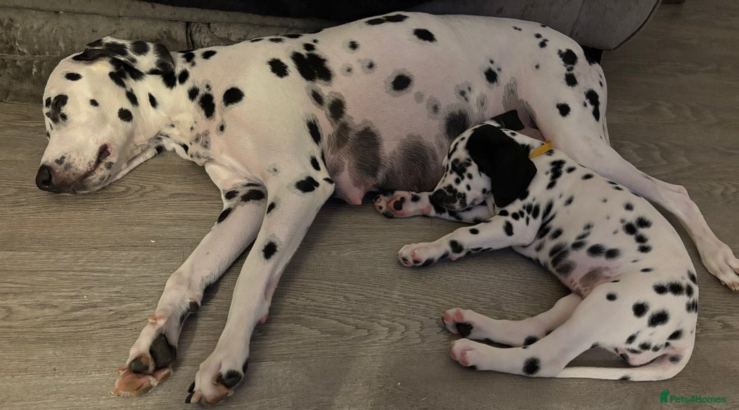 Dalmatian dogs for sale: Stunning mixed litter of Dalmatians  - Advert 16