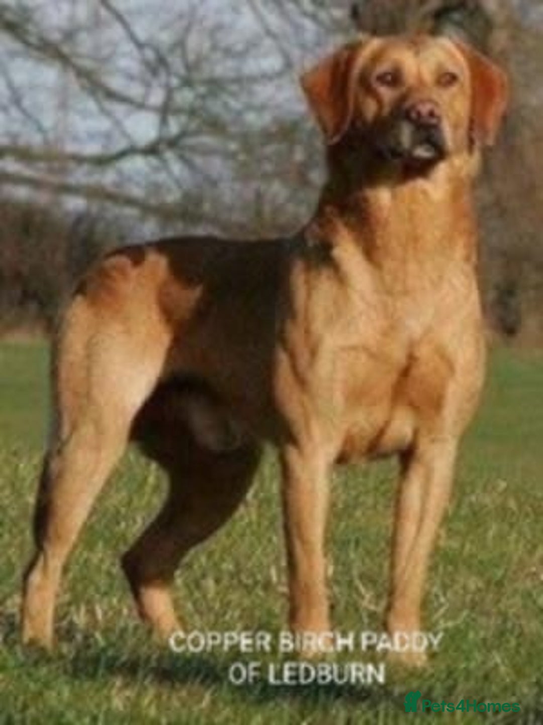 Labrador Retriever dogs for sale: Carefully & selectively bred, versatile pets, FTCH - Image 19