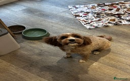 Cavapoo dogs for sale: Cavapoo F1b fully health tested  - Image 16