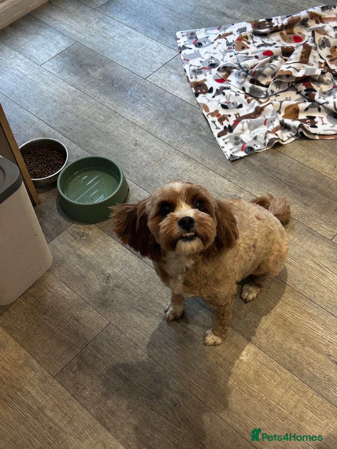 Cavapoo dogs for sale: Cavapoo F1b fully health tested  - Image 16