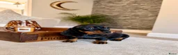 Miniature Dachshund dogs for sale: OUTSTANDING SMOOTH MINIATURE DACHSHUND PUPS  - Advert 4