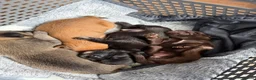 Mixed Breed dogs for sale: Pug Cross Puppies  - Advert 14