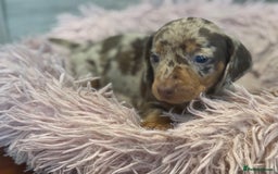 Miniature Dachshund dogs for sale: Adorable miniature dachshund  - Image 10