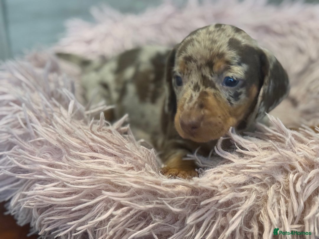 Miniature Dachshund dogs for sale: Adorable miniature dachshund  - Image 10