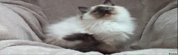 Ragdoll cats for sale: GCCF ACTIVE & PET KITTENS IMP CHAMPION BLOODLINES - Advert 27