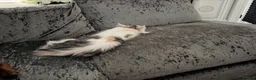 Maine Coon cats for sale: Pedigree Female Mainecoon  - Advert 3