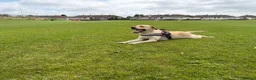 Labrador Retriever dogs for sale: Labrador bitch in Ballymena - Advert 1