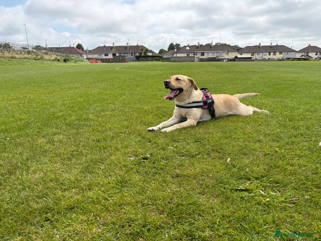 Labrador Retriever dogs for sale: Labrador bitch in Ballymena - Advert 1