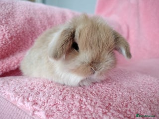 Mini Lop rabbits Baby mini lops for sale - Advert 4