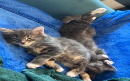 Domestic Shorthair cats for sale: Kittens ready to find their forever home - Image 5