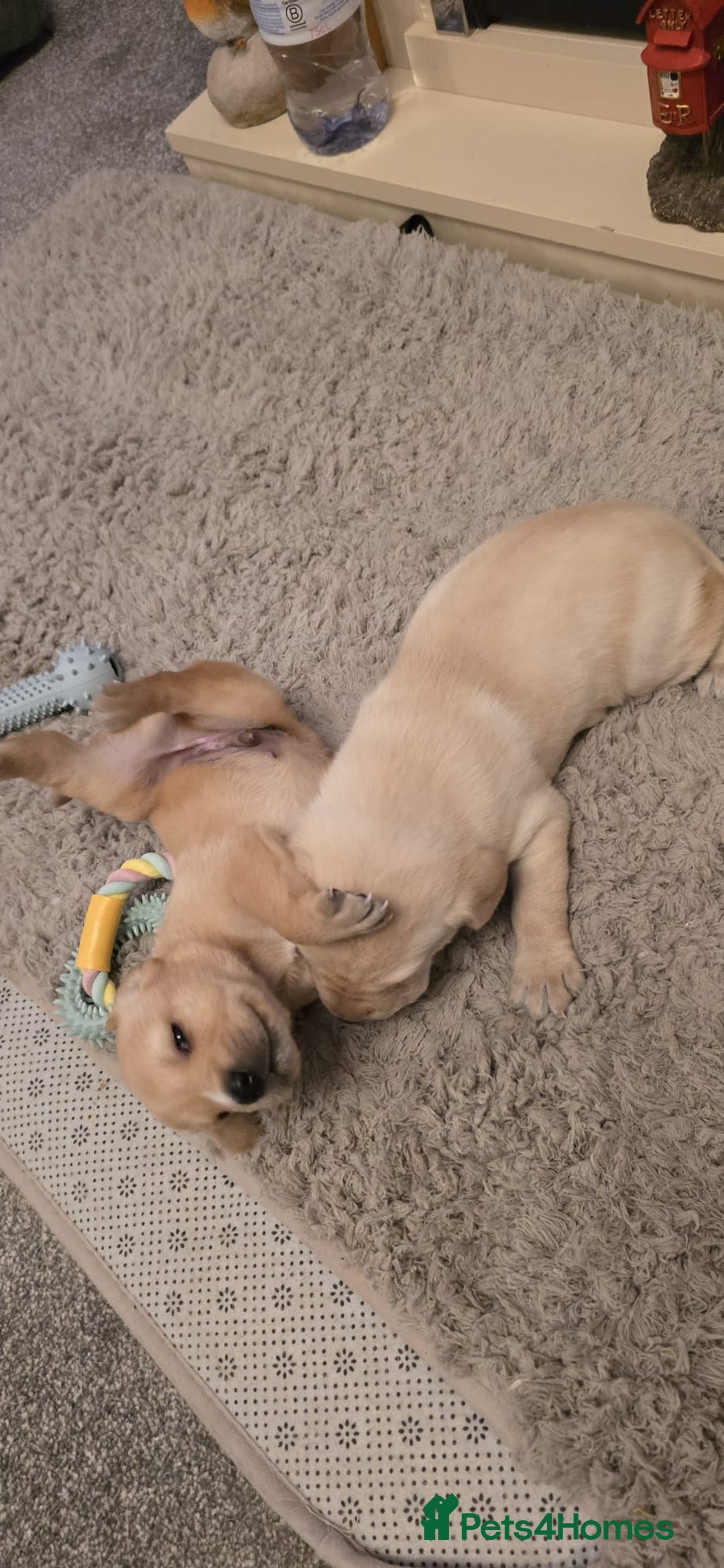 Labrador Retriever dogs for sale: Beautiful boy Labrador retriever  - Advert 12