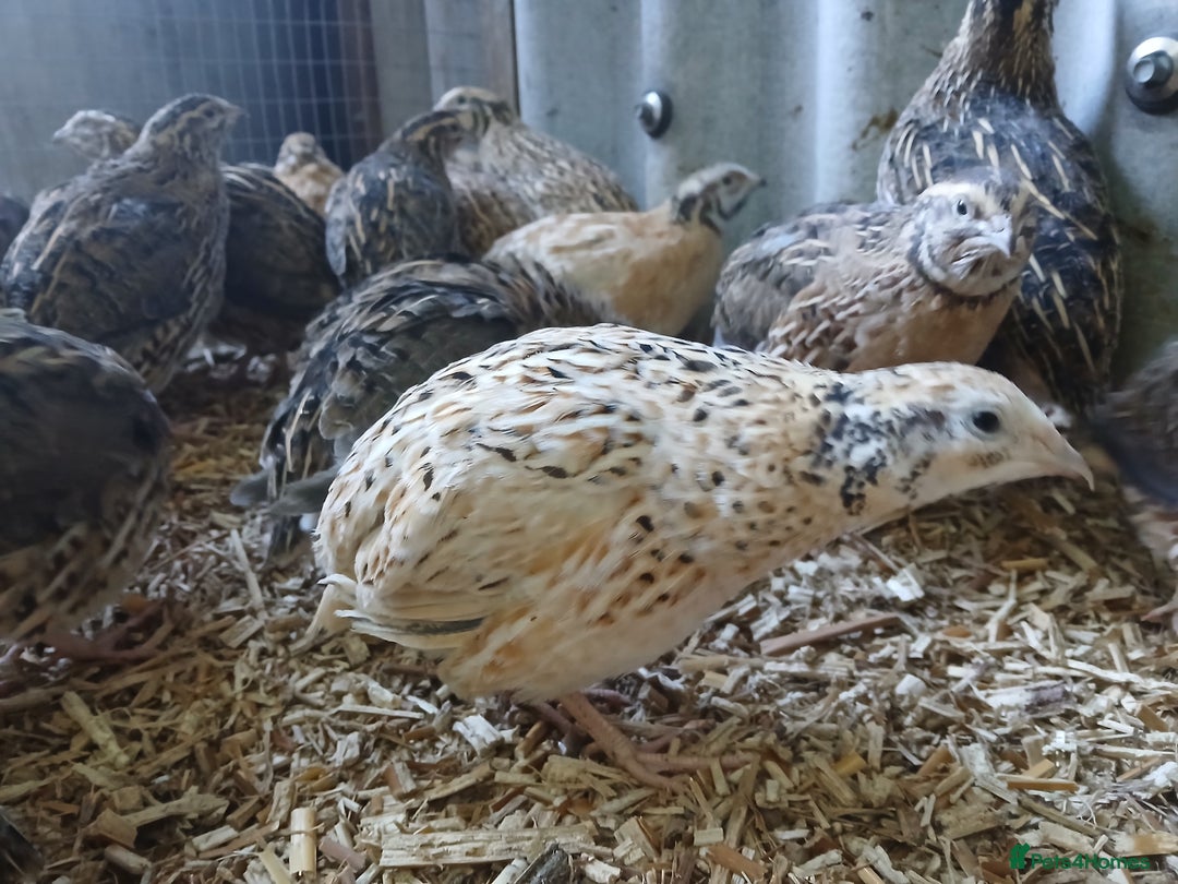 Quail poultry for sale: Lots of pol quail  - Advert 2