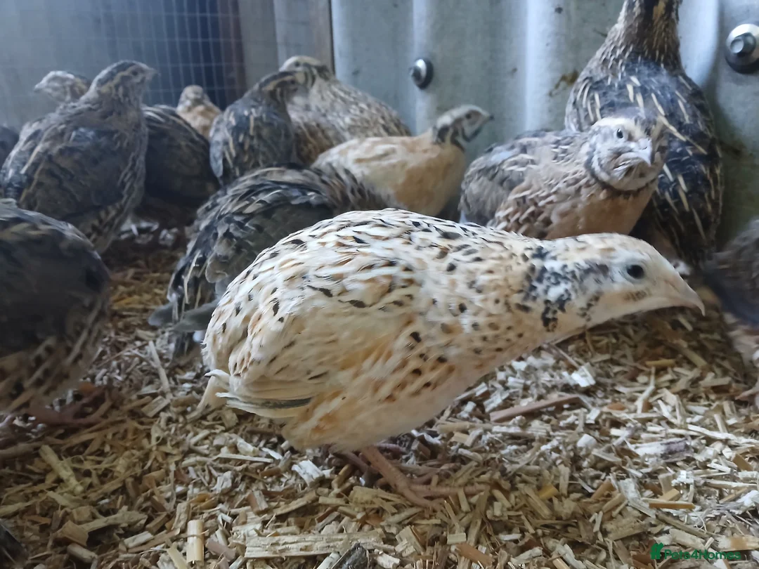 Quail poultry for sale: Lots of pol quail  - Advert 2