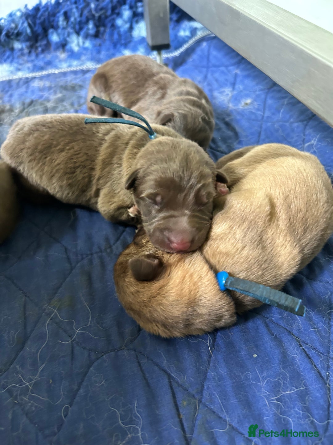 German Shepherd dogs for sale: German shepherd puppies health tested kc reg  in Honiton - Image 10
