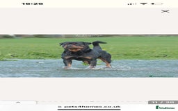 Rottweiler dogs for sale: Female Rottweiler pup for sale  - Image 2