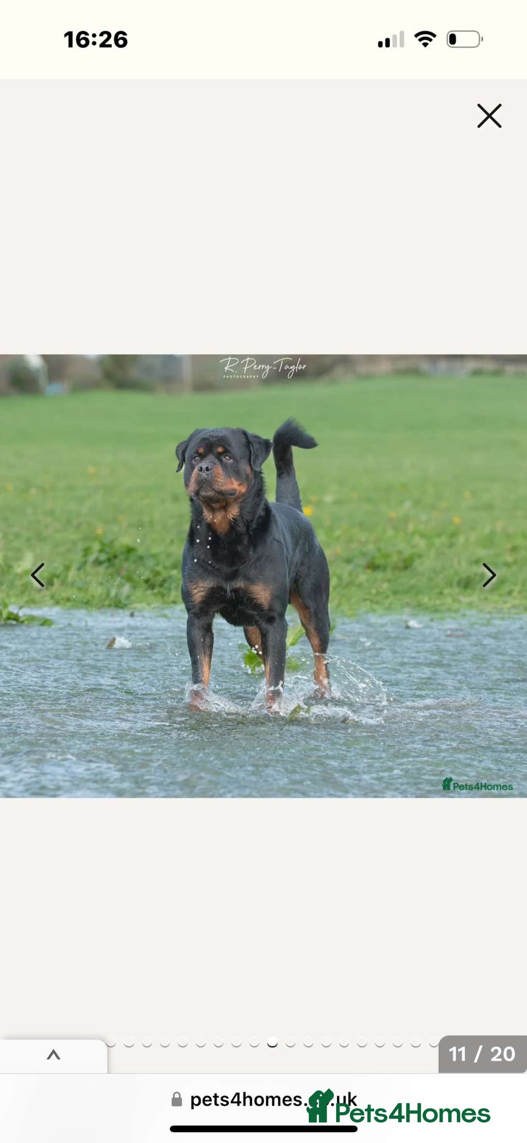 Rottweiler dogs for sale: Female Rottweiler pup for sale  - Image 2