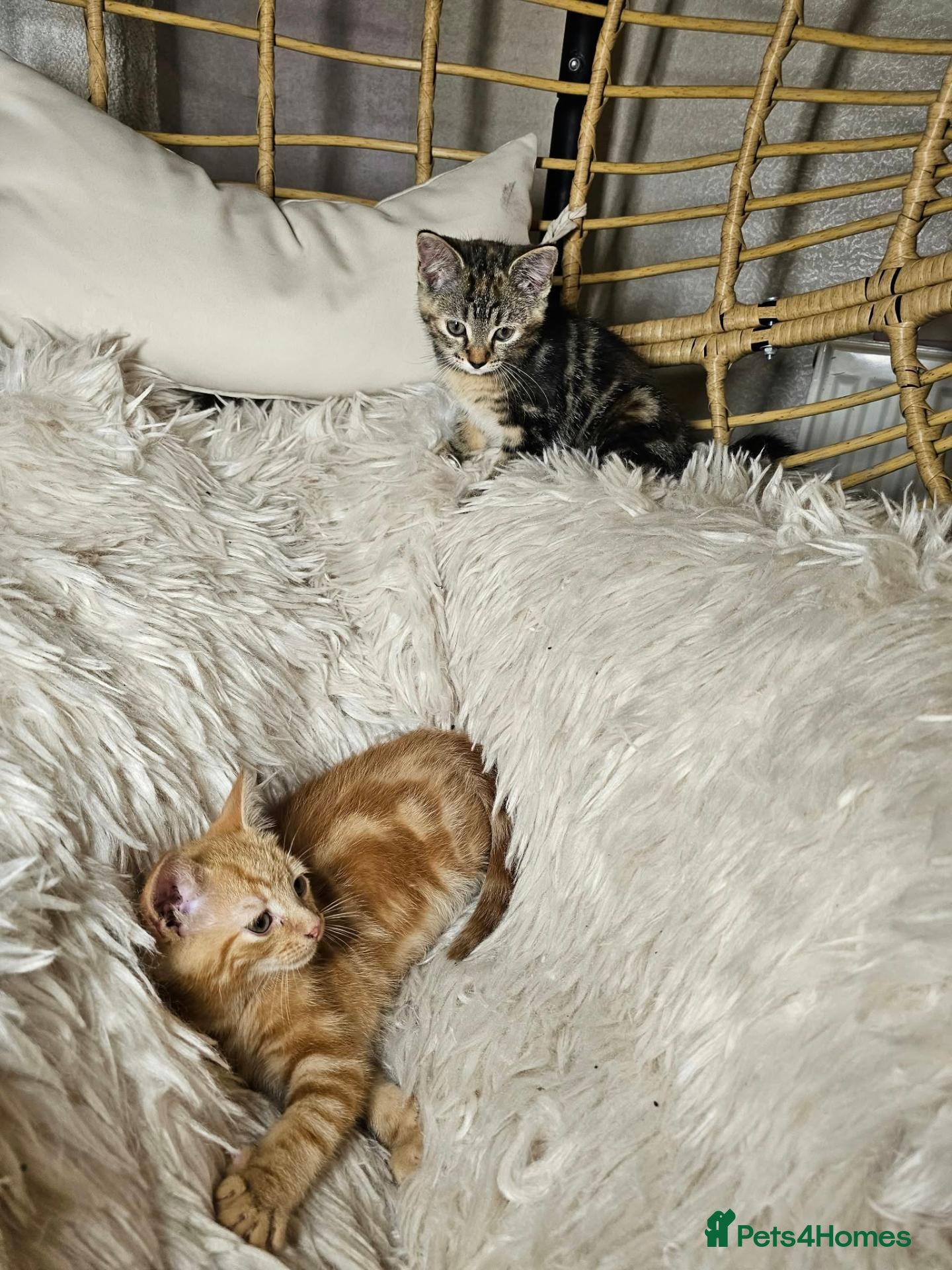 Mixed Breed cats 2 very beautiful kittens - Advert 1