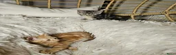 Mixed Breed cats for sale: 2 very beautiful kittens in Peterborough - Advert 1
