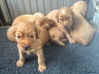 Cocker Spaniel dogs Beautiful KC Reg. Working Cocker Spaniels - Advert 6