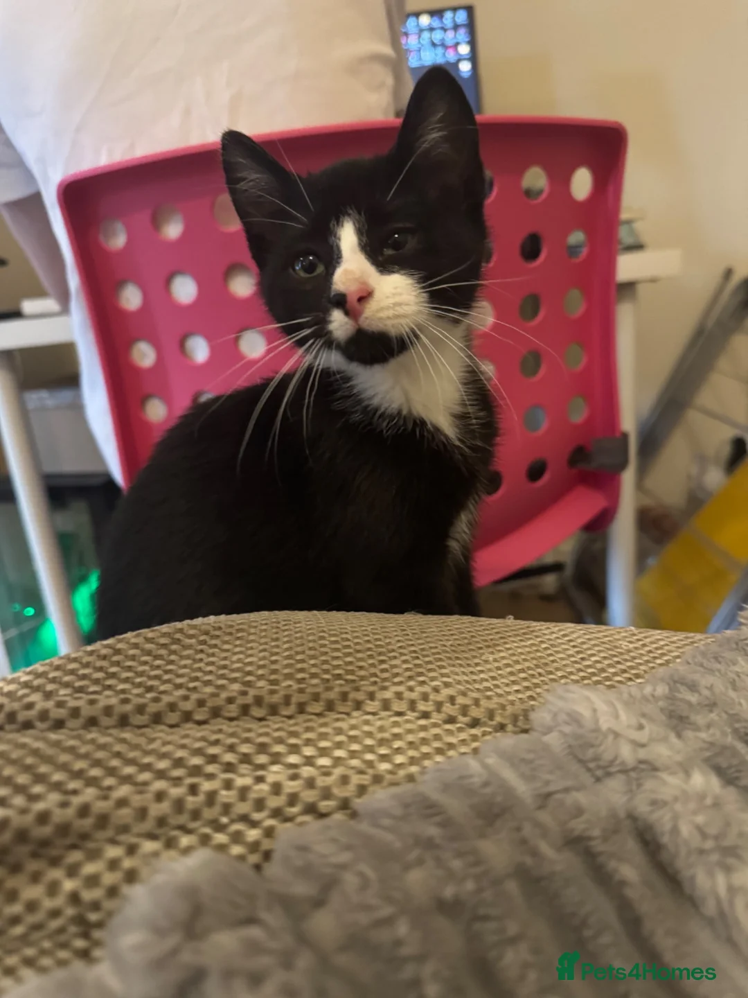 British Shorthair cats for sale: Male kitten for sale  - Advert 1