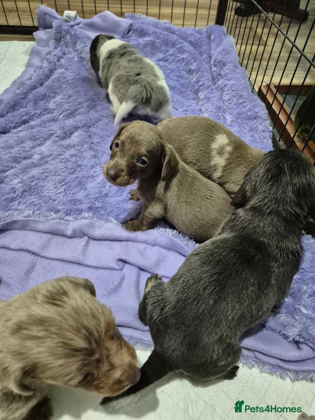 Dachshund dogs for sale: Standard daschunds - Image 1