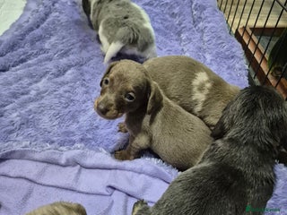 Dachshund dogs - Advert 6