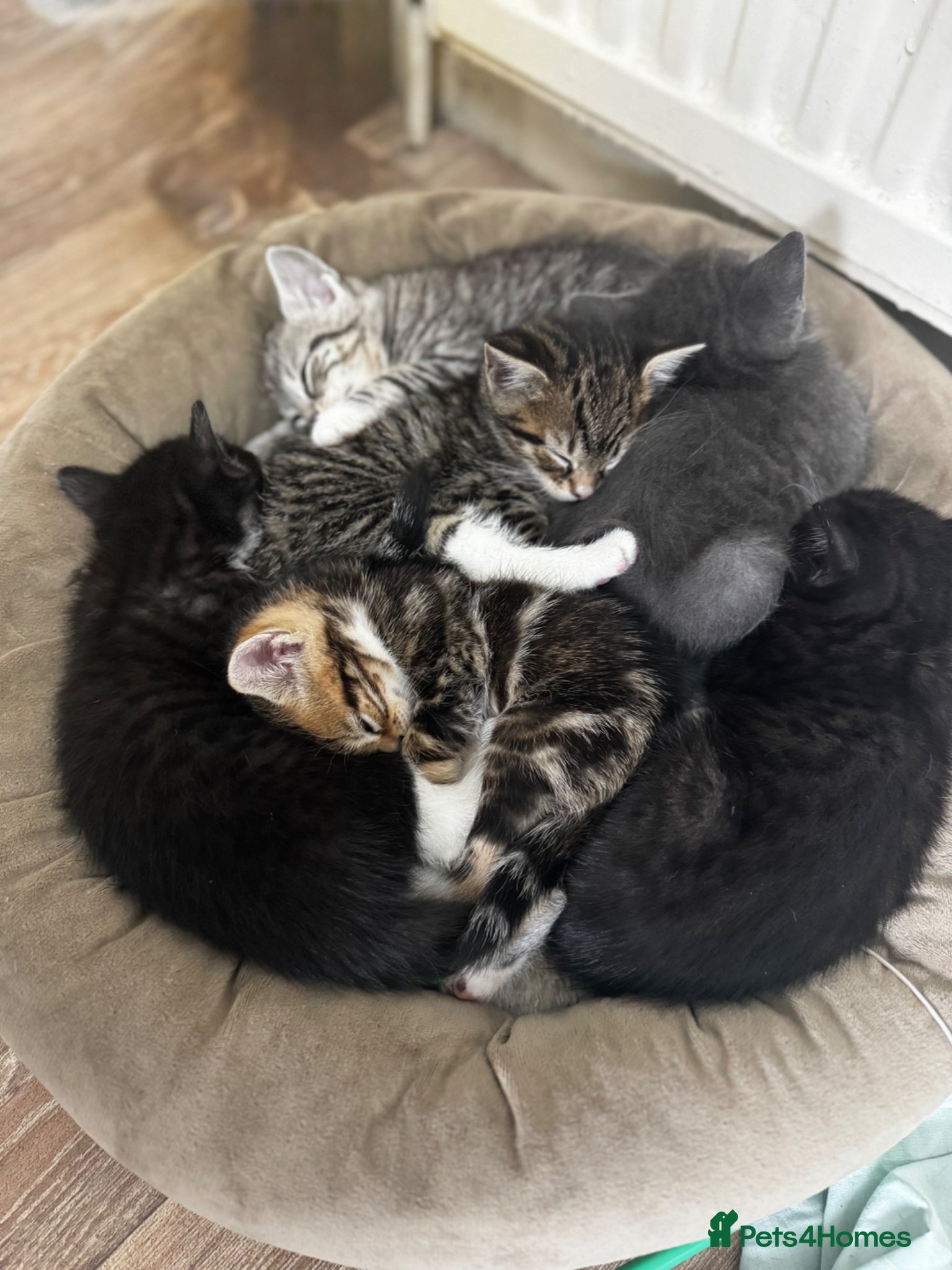 Bengal cats Half bengal litter - Advert 1