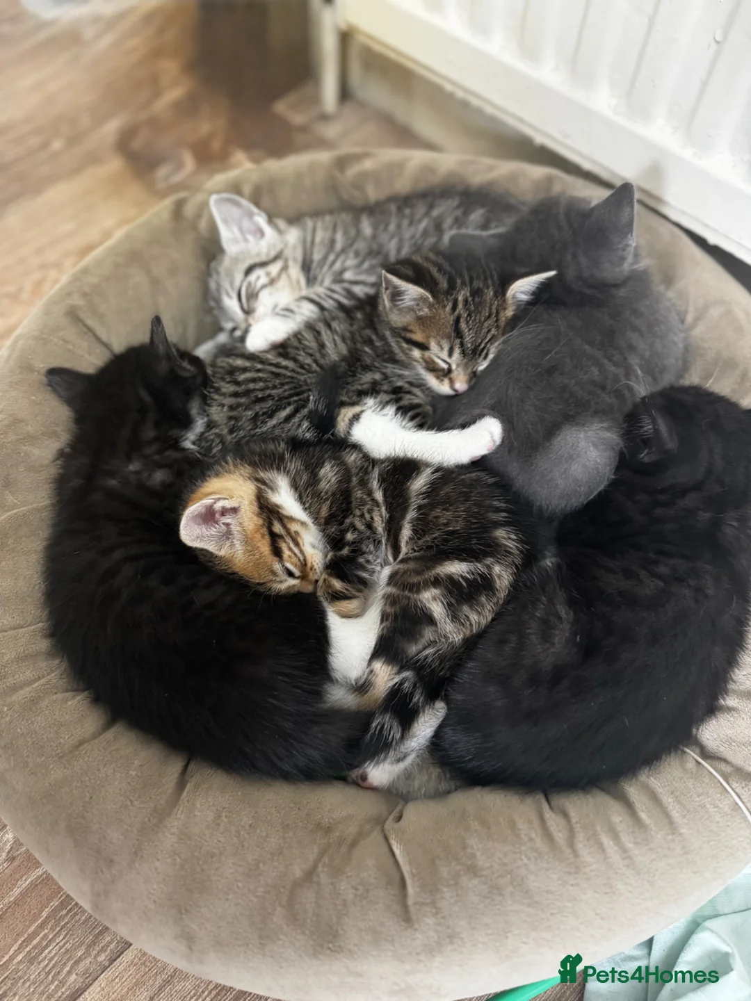 Bengal cats for sale: Half bengal litter - Advert 1