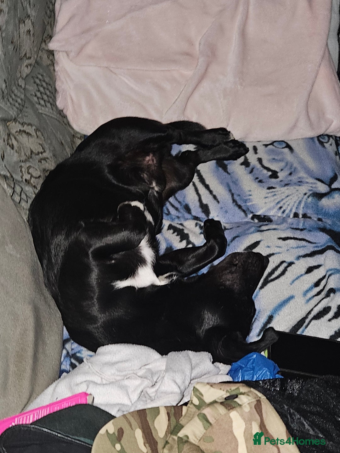 Mixed Breed dogs for sale: 5* home - Advert 2