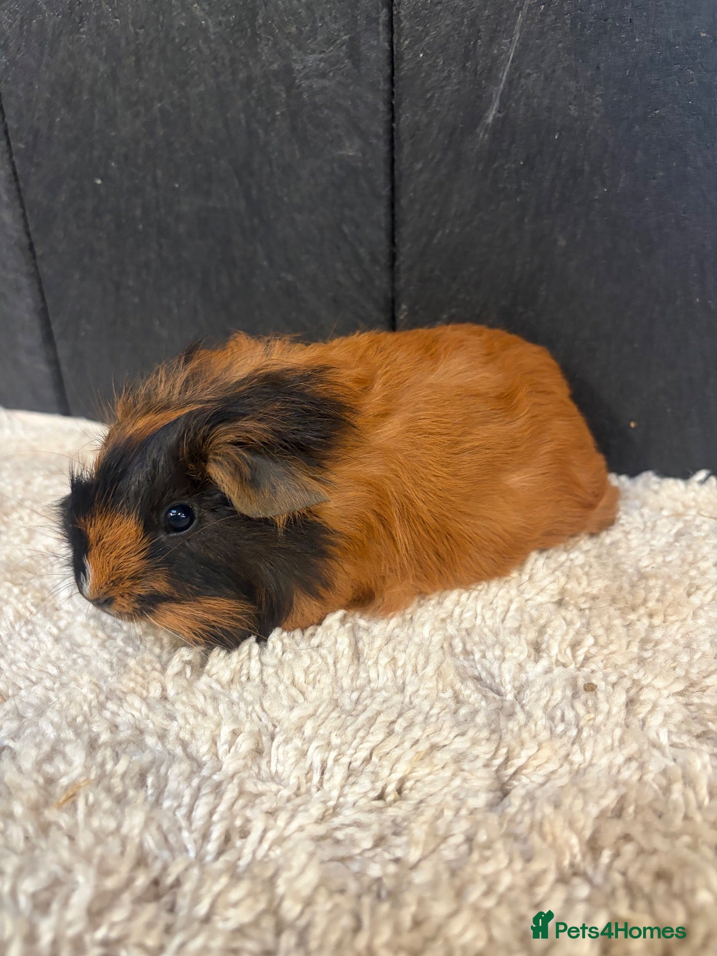 Guinea Pig rodents Baby Guinea pigs - Advert 2