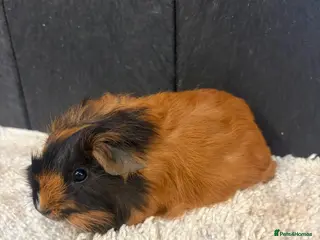 Guinea Pig rodents Baby Guinea pigs - Advert 2