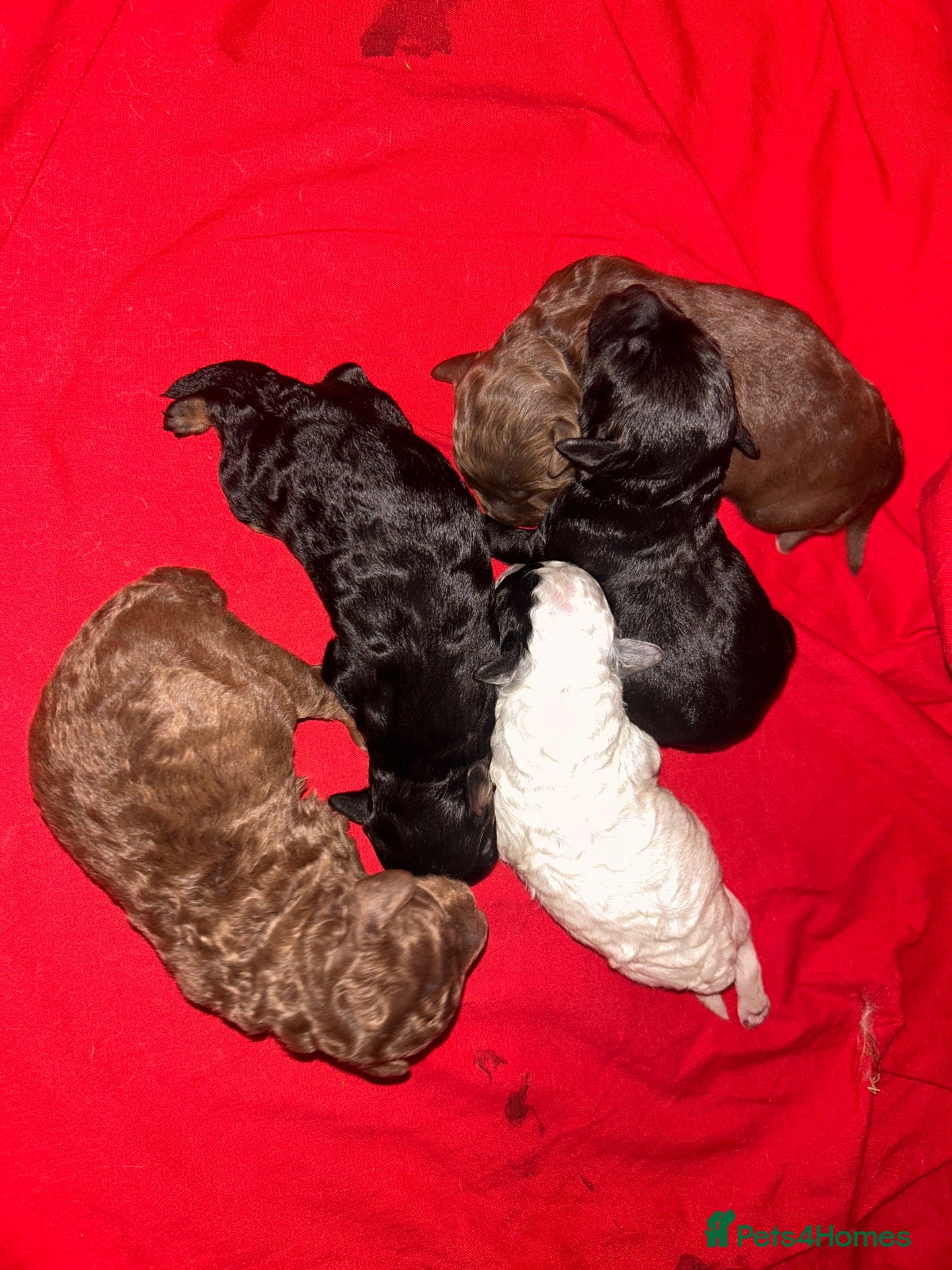 Cockapoo dogs 5 BEAUTIFUL COCKAPOO PUPPYS  - Advert 1