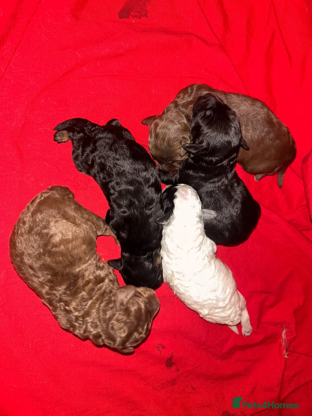 Cockapoo dogs for sale: 5 BEAUTIFUL COCKAPOO PUPPYS  - Advert 1