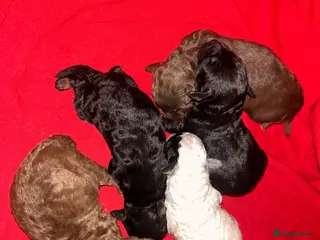 Cockapoo dogs 5 BEAUTIFUL COCKAPOO PUPPYS - Advert 1