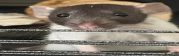 Rat rodents for sale: Bonded Pair of Rats - Advert 3