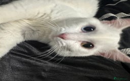 Persian cats for sale: Sell post - Image 2
