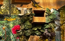 Finches birds for sale: Lots of different types of finches,DOVE PAIR  - Image 3