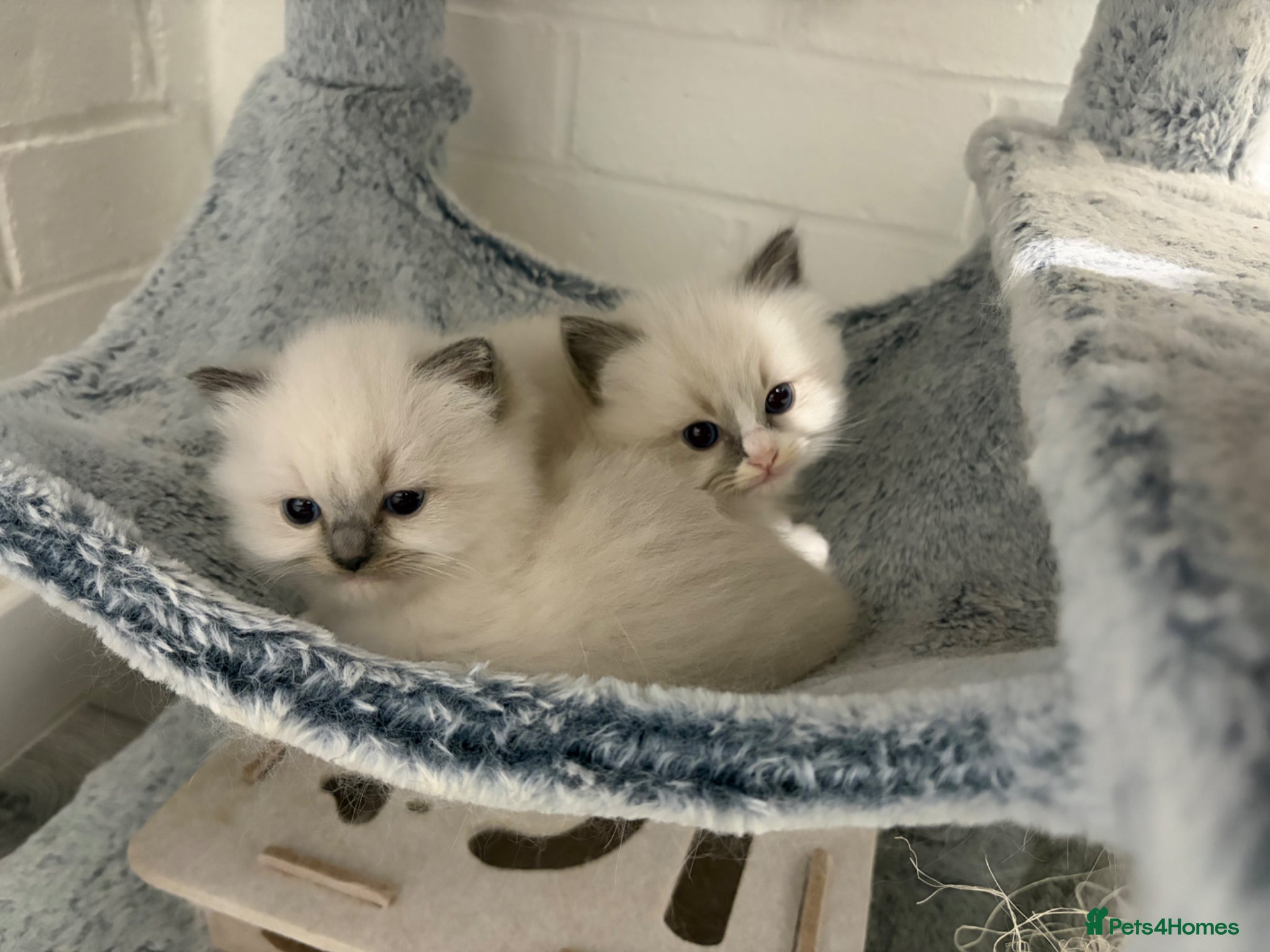 Ragdoll cats 🏆GCCF registered ragdoll kittens🏆 - Advert 2