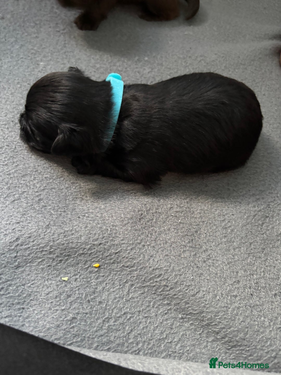 Mixed Breed dogs for sale: Shih Tzu x Labradoodle puppies - Image 5