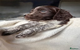 Sprocker dogs for sale: unbelievably marked sprockers 😍 - Image 22