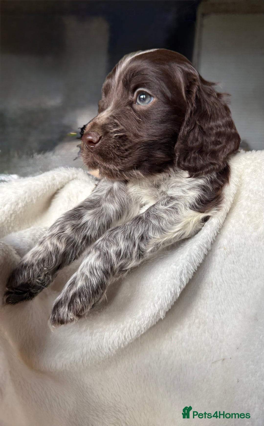 Sprocker dogs for sale: unbelievably marked sprockers 😍 - Image 22