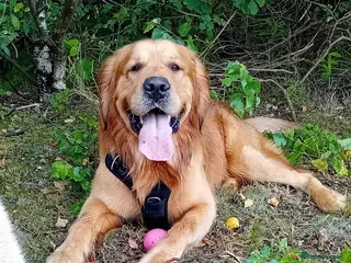 Golden Retriever dogs Handsome Hugo ready for stud - Advert 10