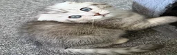 Scottish Fold cats for sale: Scottish Fold kittens  - Advert 20