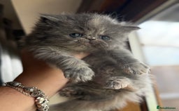 Persian cats for sale: GCCF show quality Persian kittens  - Image 2