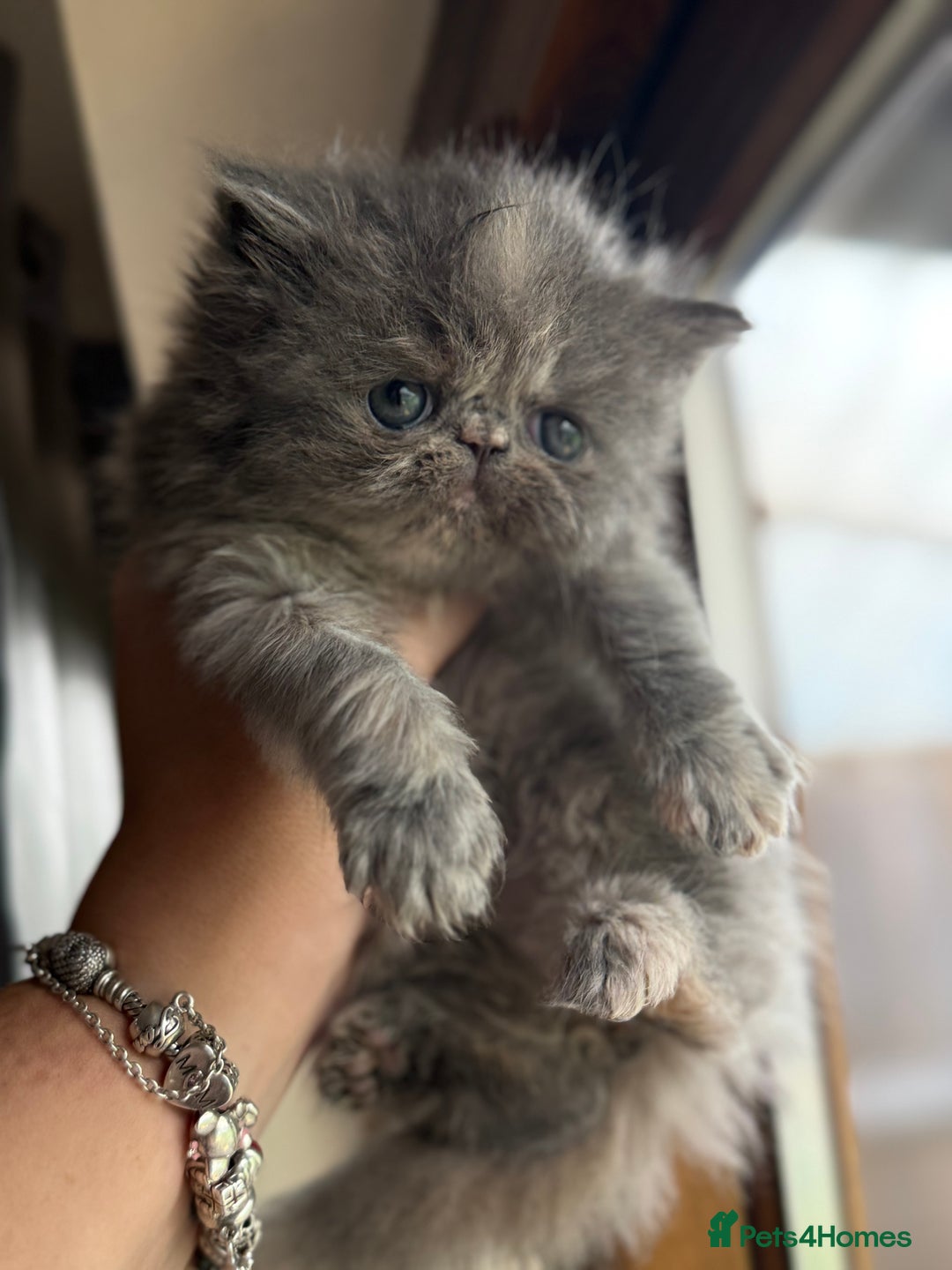 Persian cats for sale: GCCF show quality Persian kittens  - Image 2