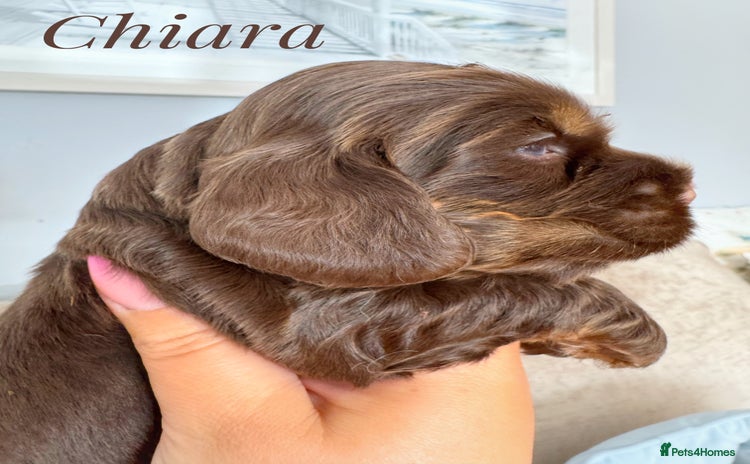 Cocker Spaniel dogs - Advert 2