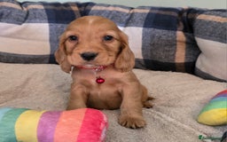 Cocker Spaniel dogs for sale: * KC Registered show type cockers * - Image 5