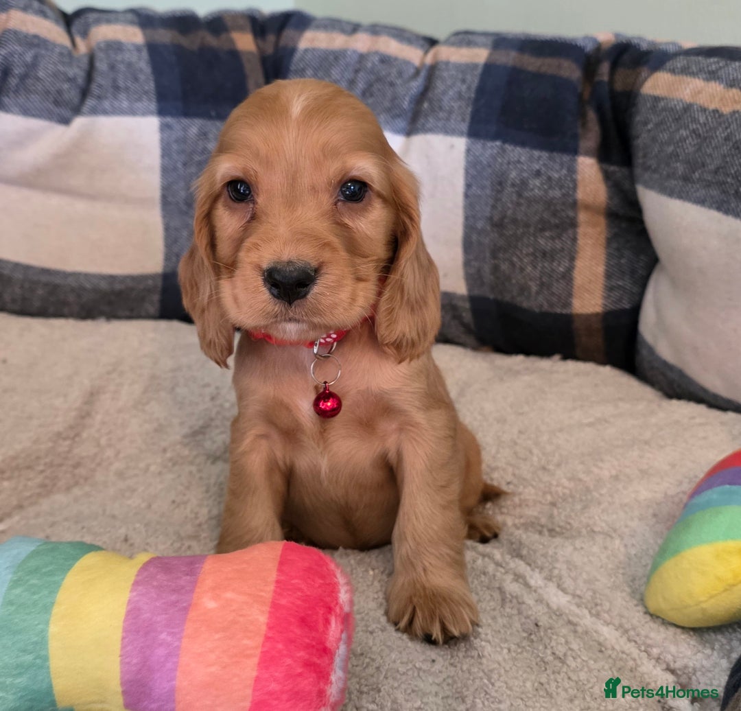 Cocker Spaniel dogs for sale: * KC Registered show type cockers * - Image 5