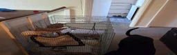 Rat rodents for sale: Female rats in York - Advert 3