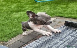 French Bulldog dogs for sale: KC Registered Frenchies ONLY 3 LEFT - Image 7